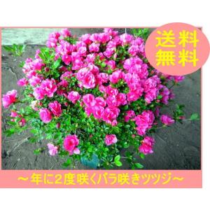 珍しい四季咲きツツジがこのボリューム(5.5号ポット) 鉢植え 花木 庭木 植木 常緑樹 常緑低木 ...