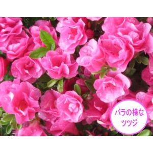 珍しい四季咲きツツジがこのボリューム(5.5号...の詳細画像1