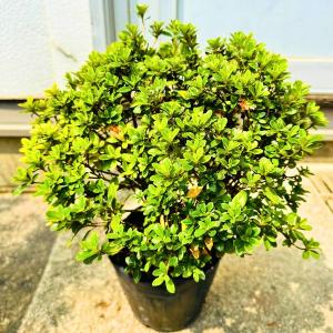珍しい四季咲きツツジがこのボリューム(5.5号...の詳細画像2
