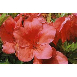 サボテン：ストロンボカクタス 大疣菊水 実生*幅3.2cm 現品！一品限り