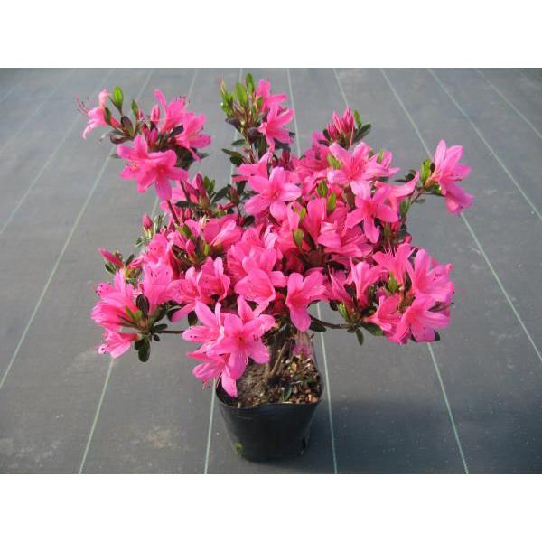 6本セット サツキツツジ(五月ツツジ) 伊勢小町(イセコマチ) ピンク花一重 約0.3m(根鉢含む)...