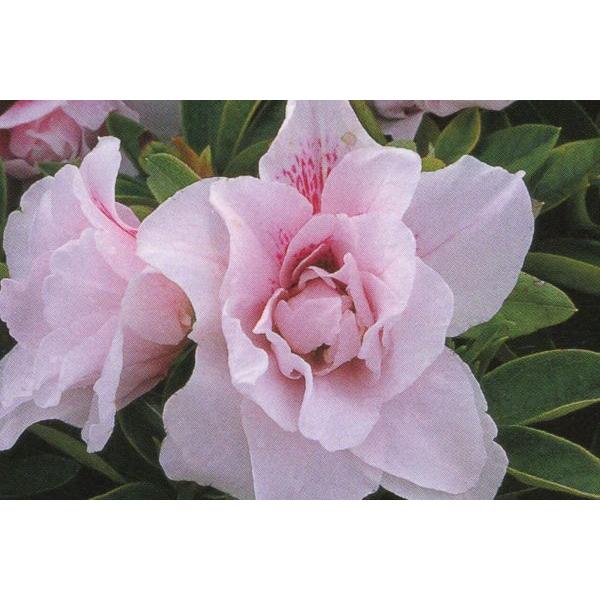 6本セット ヒラドツツジ(平戸ツツジ) ピンク八重 約0.3m(根鉢含む)  常緑低木 常緑樹 花木...