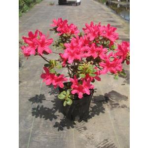 庭木：久留米つつじ/クルメツツジ イマショウジョウ（今猩々）*明るい