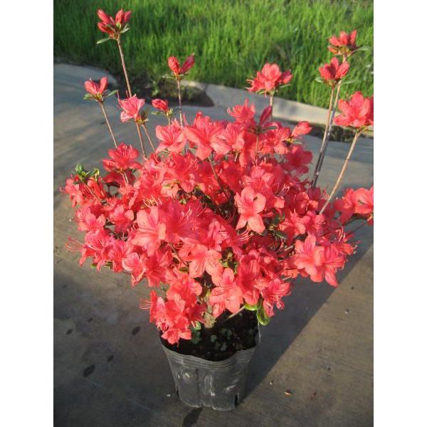 6本セット クルメツツジ(久留米ツツジ) 飛龍の舞(ヒリュウノマイ) 紅花一重 0.3m前後(根鉢含...