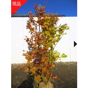 現品発送 コハウチワカエデ 単木 樹高2.3-2.4m(根鉢含まず) 紅葉