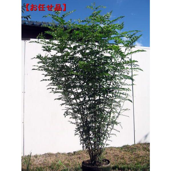 シマトネリコ 樹高1.5m前後(根鉢含まず) 株立ち シンボルツリー 庭木 植木 常緑樹 常緑高木 ...