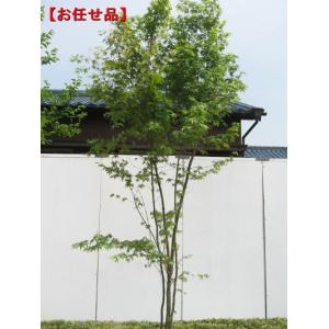 イロハモミジ 株立 樹高2.5m前後(根鉢含まず）シンボルツリー