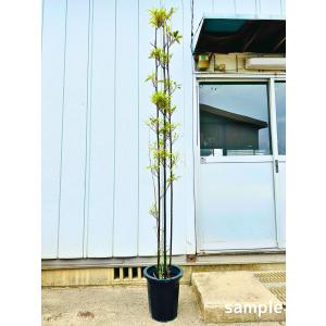 美形。黒竹☆竹の子たくさん1.7M(鉢底から) 美形。黒竹☆竹の子たくさん1.7M(鉢底から)