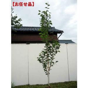 ジャクモンティー(シラカバ、白樺) 樹高2.5m...の商品画像
