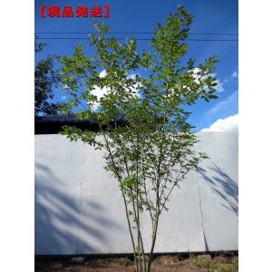 現品発送 コナラ 株立ち 樹高2.1-2.2m(根鉢含まず） 苗木 苗 シンボルツリー 落葉樹 落葉高木 庭木 雑木 爆買