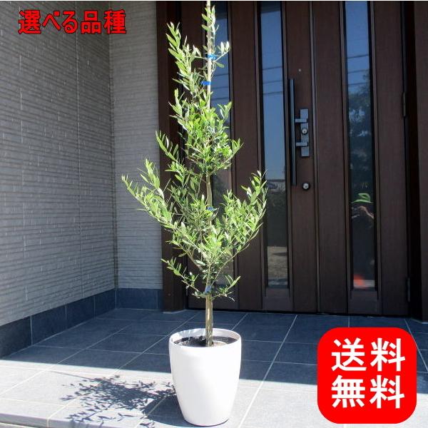 選べる品種 オリーブの木 ７号 鉢カバー 80cm前後(鉢底から) 母の日 ははのひ  ギフト 記念...