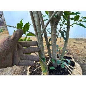 ソヨゴ 株立ち メス 一点もの 樹高2.3m(...の詳細画像1