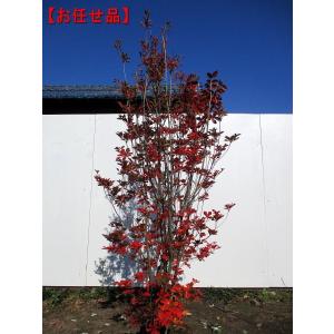 ベニサラサドウダンツツジ(紅更紗ドウダン) 樹高120cm以上(根鉢含まず