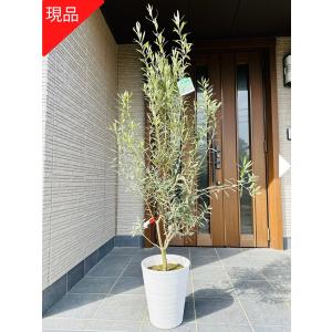 現品 オリーブの木 樹高1.6m-1.8m(鉢底から）10号鉢