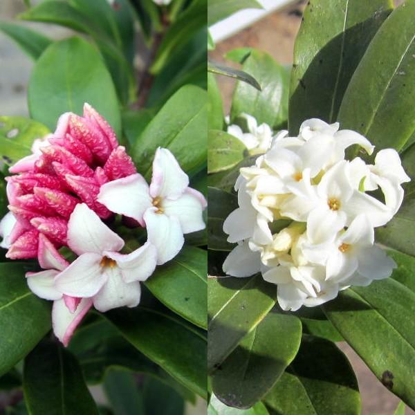 送料無料 赤・白の２本セット 沈丁花(ジンチョウゲ) 赤 30cm前後(鉢底から) 白30cm前後(...