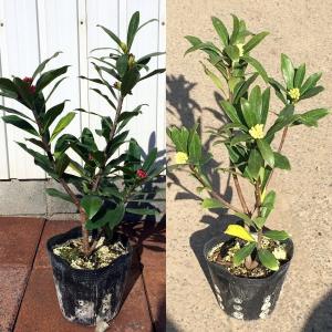 送料無料 赤・白の2本セット 沈丁花(ジンチョ...の詳細画像1