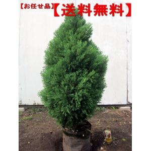 庭木 常緑樹 コニファー 針葉樹 の商品一覧 苗木 植木 花 ガーデニング 通販 Yahoo ショッピング