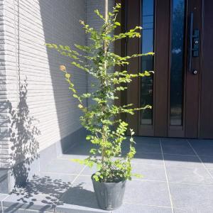 10本セット 青葉白花トキワマンサク 樹高0.8m前後(根鉢含まず) 6号ポット 常盤満作 シロバナトキワマンサク 生垣 生け垣 庭木 常緑樹 植木 送料無料 爆買