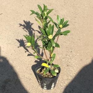 送料無料 沈丁花(ジンチョウゲ) 白 30cm...の詳細画像1