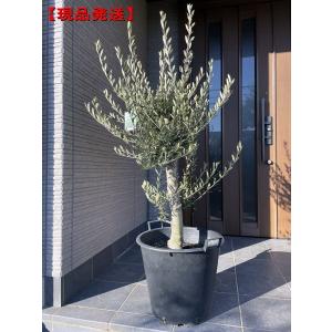 現品発送 オリーブの木 アルベキナ 樹高2.1-2.2m(根鉢含まず）シンボル