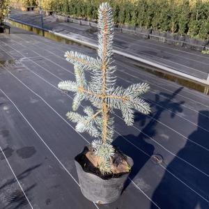 モミの木 常緑樹の植木 庭木 の商品一覧 苗木 植木 花 ガーデニング 通販 Yahoo ショッピング