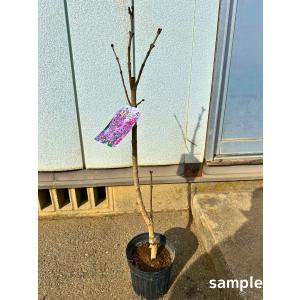 現品発送 オリーブの木 ひなかぜ 8号 樹高1.5m-1.8m(根鉢含む