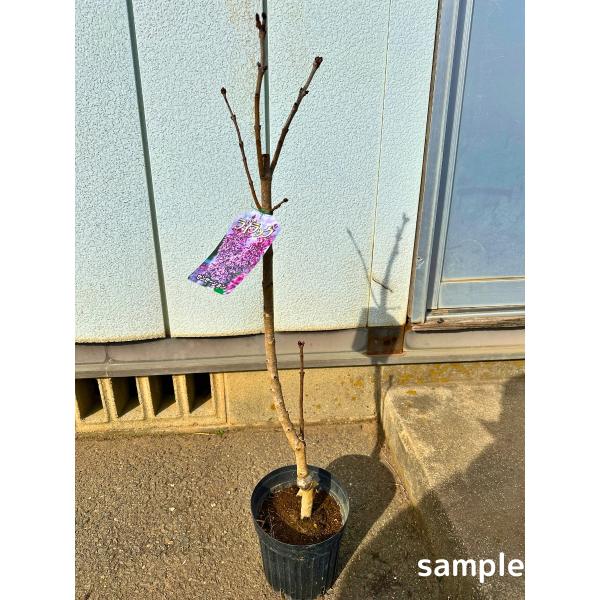 ライラック センセーション 6号 80cm前後(鉢底から)  苗木 苗リラの木 花木 シンボルツリー...