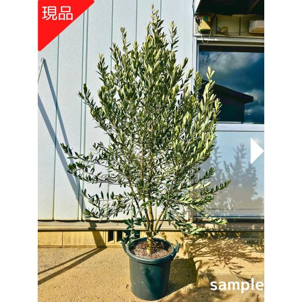 現品発送 オリーブの木 12号 チプレシーノ 樹高1.8-1.9m(鉢底から)  シプレシーノ 苗木...