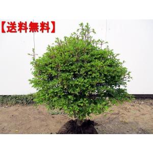 ドウダンツツジ 大株 : 横の植木屋さん - 通販 - Yahoo!ショッピング