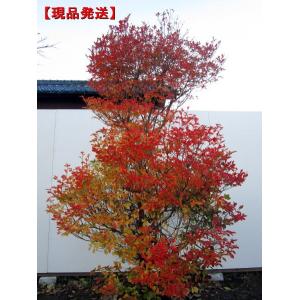 現品発送 ドウダンツツジ 白花 樹高1 1m 1 2m 根鉢含まず シンボルツリー 落葉樹 落葉低木 花木 庭木 ぐりーんぐりーん 通販 Yahoo ショッピング