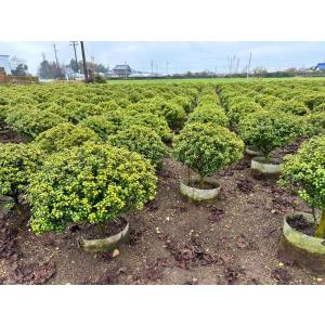 2本セット マメツゲ 玉仕立て 幅40cm前後...の詳細画像1
