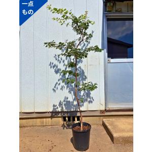コハウチワカエデ 株立ち 樹高1.8〜2.0m前後(根鉢含まず) 単品 : 相馬