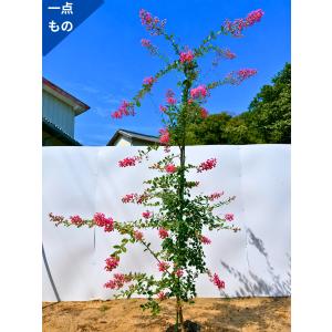 サルスベリの木 白花 約2.5m 超特大株 規格販売 1本株 真っ白な