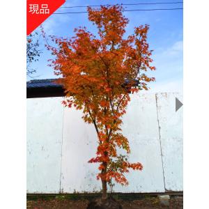 現品発送 コハウチワカエデ 株立ち 樹高2.1m-2.6m前後(根鉢含まず