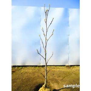 白色のモクレン スノーホワイト 樹高1.2m前後(根鉢含まず）木蓮 苗 苗木 マグノリア シンボルツリー 庭木 植木 落葉樹 落葉高木 送料無料 爆買