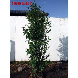 現品発送 オリーブの木 ひなかぜ 8号 樹高1.5m-1.8m(根鉢含む