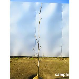 現品発送 アロニア（クックベリー） 株立 樹高1.4-1.9m(根鉢含まず