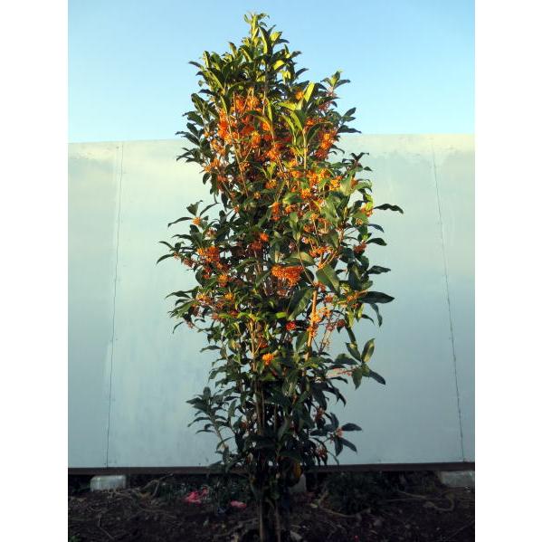 キンモクセイ 金木犀 樹高1.7m前後(根鉢含まず) 苗木 苗 シンボルツリー 庭木 植木 常緑樹 ...