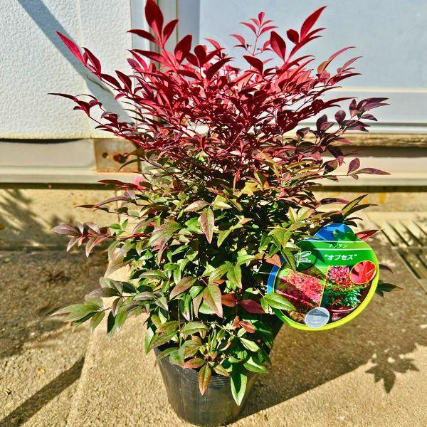 矮性ナンテン 南天 オブセス 5号 庭木 植木 常緑樹 常緑低木 PVP 送料無料