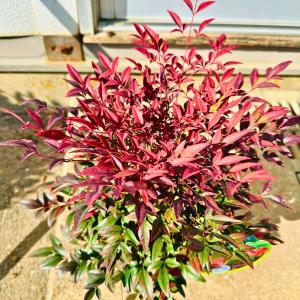 矮性ナンテン 南天 オブセス 5号 庭木 植木...の詳細画像1
