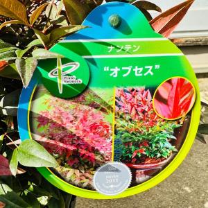 矮性ナンテン 南天 オブセス 5号 庭木 植木...の詳細画像2
