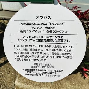 矮性ナンテン 南天 オブセス 5号 庭木 植木...の詳細画像3