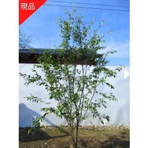 現品発送 ハイノキ(灰の木) 樹高1.9-2.2m(根鉢含まず）シンボルツリー 庭木 植木 常緑樹 常緑高木