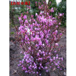 紫の花 苗木 植木 の商品一覧 花 ガーデニング 通販 Yahoo ショッピング