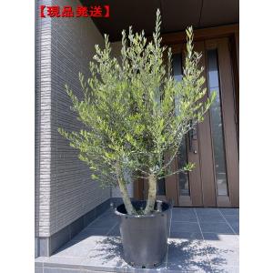 現品発送 オリーブの木 14-15号鉢 樹高1.6-1.7m(鉢底から） シンボルツリー 庭木 植木 常緑樹 常緑高木 :00414:ぐりーんぐりーん  - 通販 - Yahoo!ショッピング