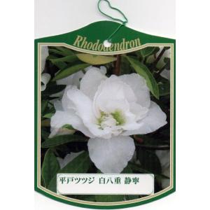 6本セット ヒラドツツジ(平戸ツツジ) 静寧 白花八重 約0.3m(根鉢含む) 常緑低木 常緑樹 花木 低い生け垣 生垣 爆買