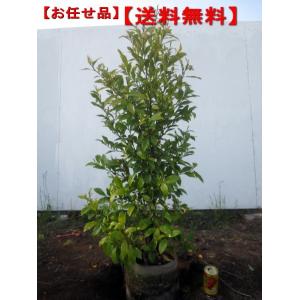 優良 フェイジョア 一本立ち2.2M(鉢底から) 優良 フェイジョア