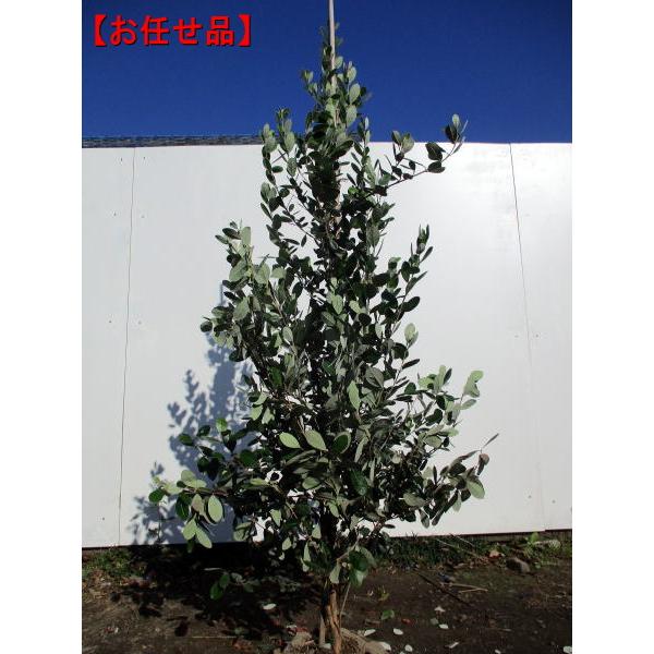 選べる品種フェイジョア アポロ・トライアンフ 1.5m前後(根鉢含まず) 果樹苗 シンボルツリー 庭...