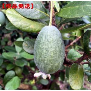 選べる品種フェイジョア アポロ・トライアンフ ...の詳細画像1