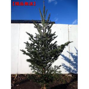 クリスマスツリー モミの木 本物の商品一覧 通販 Yahoo ショッピング